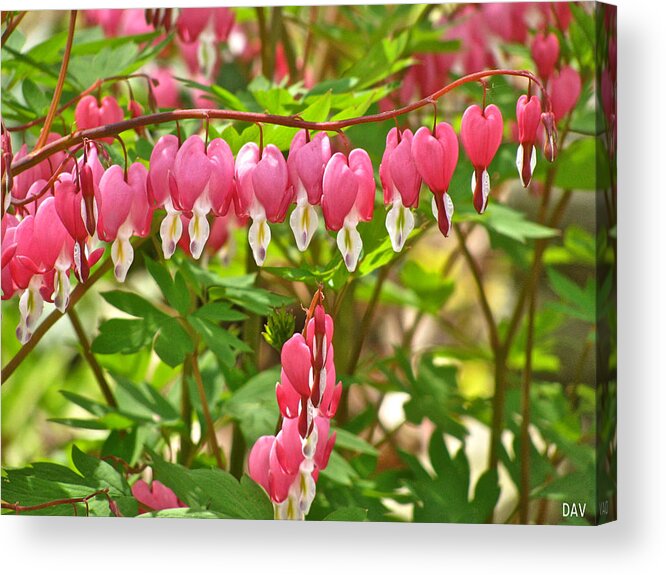 Trail Of Bleeding Hearts Acrylic Print featuring the photograph Trail Of Bleeding Hearts by Debra   Vatalaro