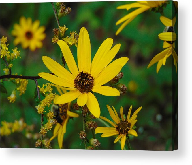 Flower Acrylic Print featuring the photograph Trail Views by Richie Parks