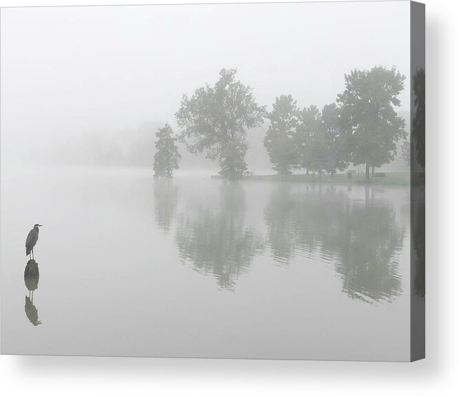 Blue Heron Acrylic Print featuring the photograph Tranquil Morning by Sumoflam Photography