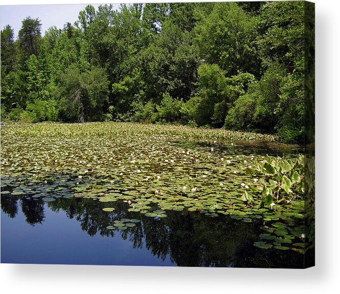 Tranquility Acrylic Print featuring the photograph Tranquility by Flavia Westerwelle