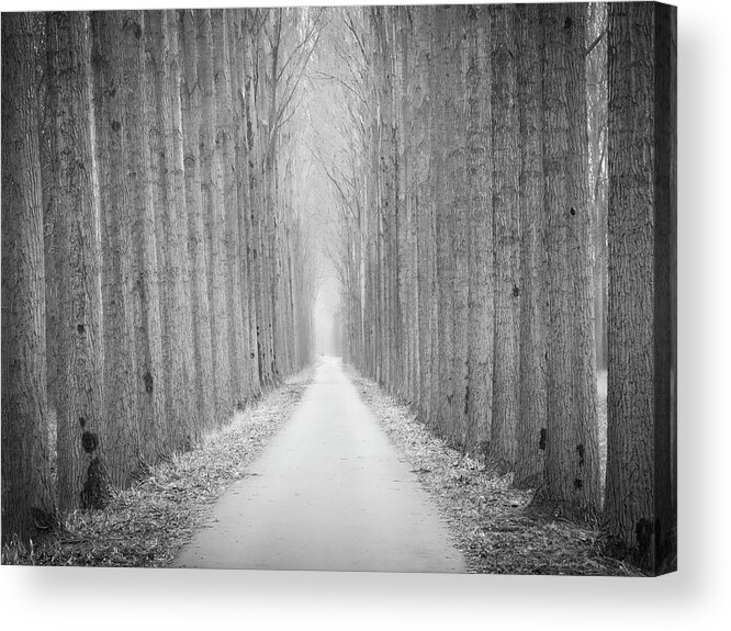 Tree Acrylic Print featuring the photograph Tree Lane by Wim Lanclus