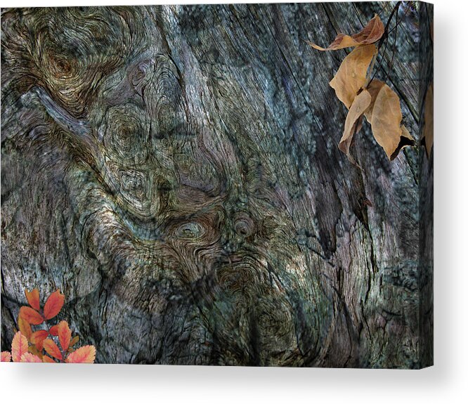 Trees Acrylic Print featuring the photograph Tree Memories # 33 by Ed Hall