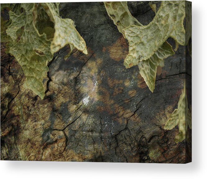 Trees Acrylic Print featuring the photograph Tree Memories # 7 by Ed Hall