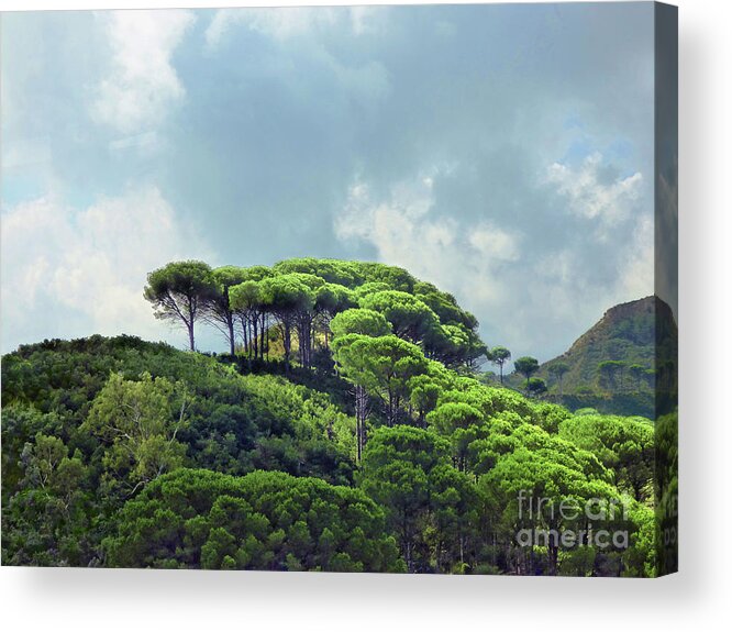 Trees Acrylic Print featuring the photograph Trees of Sicily landscape by Miroslav Nemecek