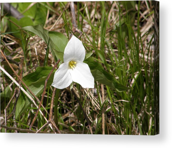White Acrylic Print featuring the photograph Trillium by Alice Markham