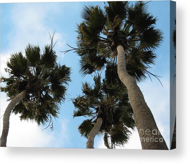 Tree Acrylic Print featuring the photograph Tropical Splendor by Glenda Zuckerman