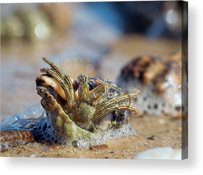 Crab Acrylic Print featuring the photograph Trying to Move by Brad Boland