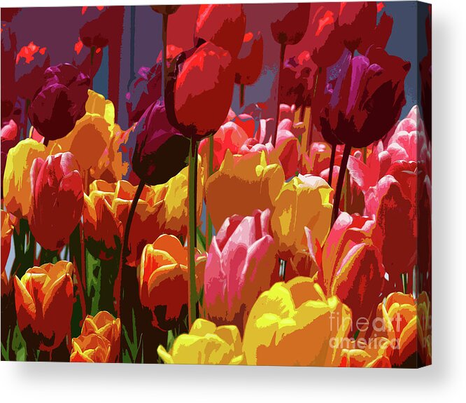 Tulips Acrylic Print featuring the photograph Tulip Confusion by Sharon Talson