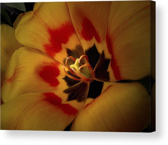 Flowers Acrylic Print featuring the photograph Tulip Flair by Nancy Griswold