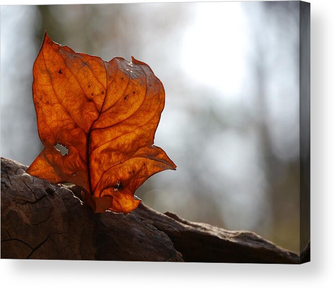 Jane Ford Acrylic Print featuring the photograph Tulip Leaf by Jane Ford