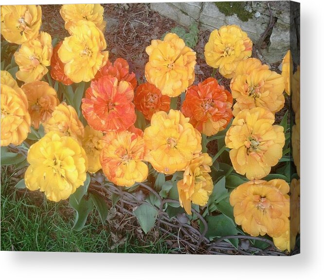 Tulips Acrylic Print featuring the photograph Tulips Double Flowering by Tim Donovan
