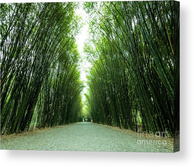 Asia Acrylic Print featuring the photograph Tunnel bamboo trees and walkway. by Tosporn Preede