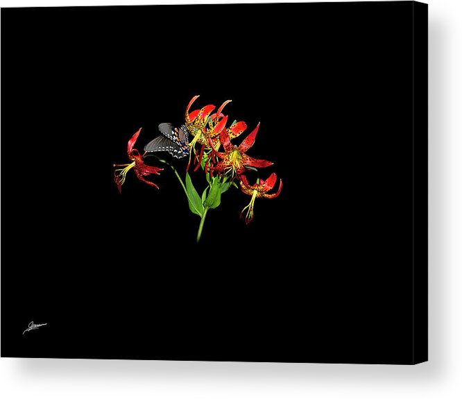 Nature Acrylic Print featuring the photograph Turk's Cap with Guest by Phil Jensen