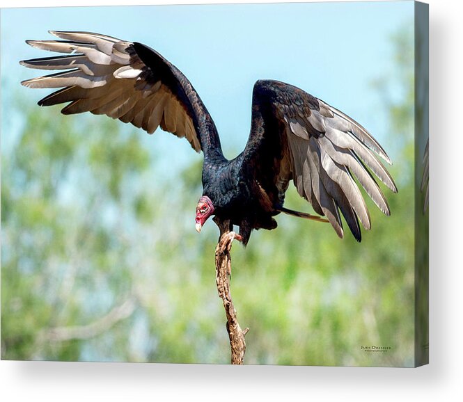 Turkey Vultures Acrylic Print featuring the photograph Turkey Vulture by Judi Dressler