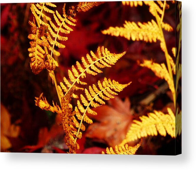 Autumn Acrylic Print featuring the photograph Turning To Autumn by Connie Handscomb