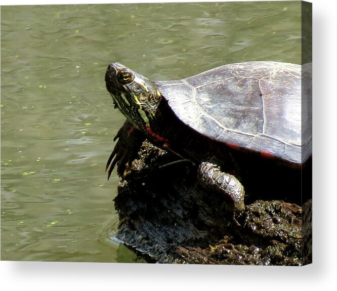 Nature Acrylic Print featuring the photograph Turtle Bask by Azthet Photography