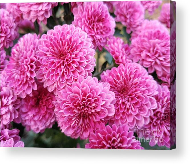 Flowers Acrylic Print featuring the photograph Tweetsie Trail Mums by Cynthia Clark