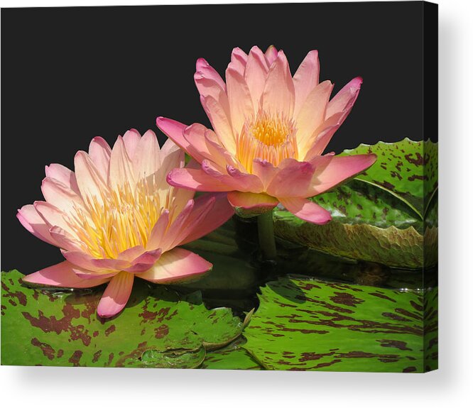 Waterlilies Acrylic Print featuring the photograph Twin Pink ilies by Vijay Sharon Govender