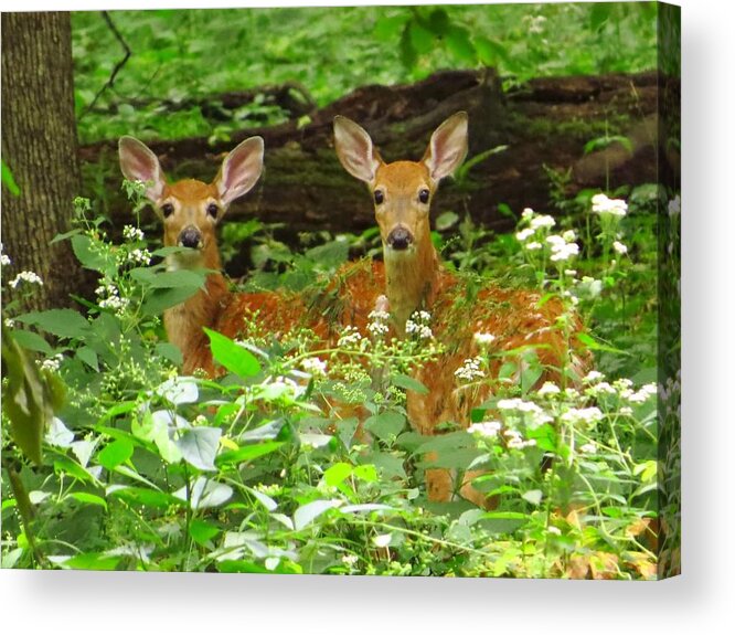 Deer Acrylic Print featuring the photograph Twins in the Woods by Lori Frisch