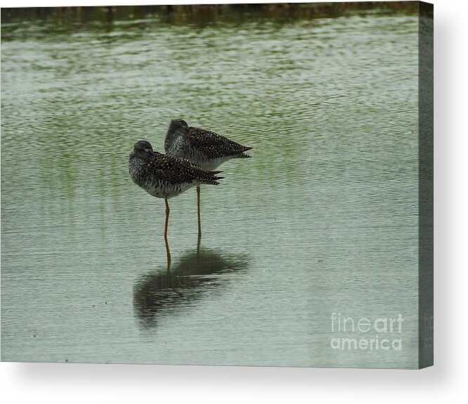 Birds Acrylic Print featuring the photograph Two Birds In The Marsh by Jan Gelders