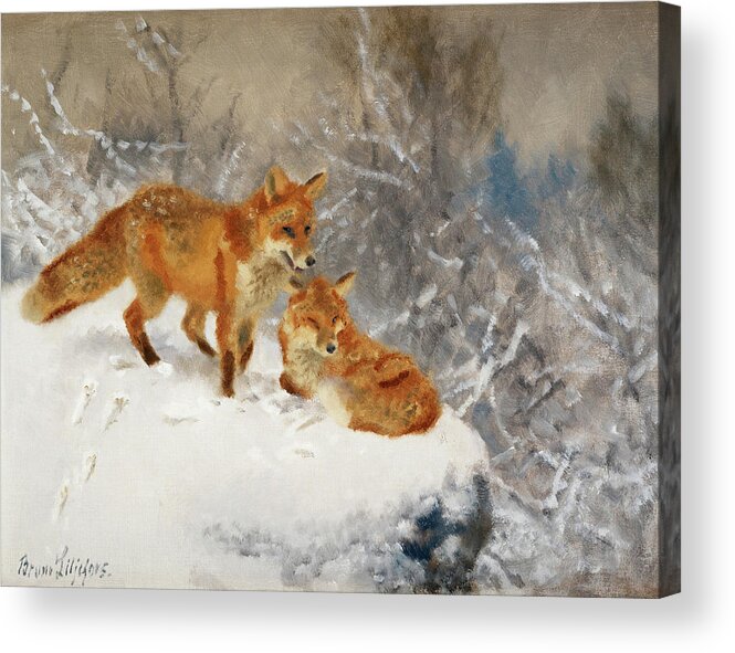 Bruno Liljefors Acrylic Print featuring the painting Two foxes in winter landscape by Bruno Liljefors