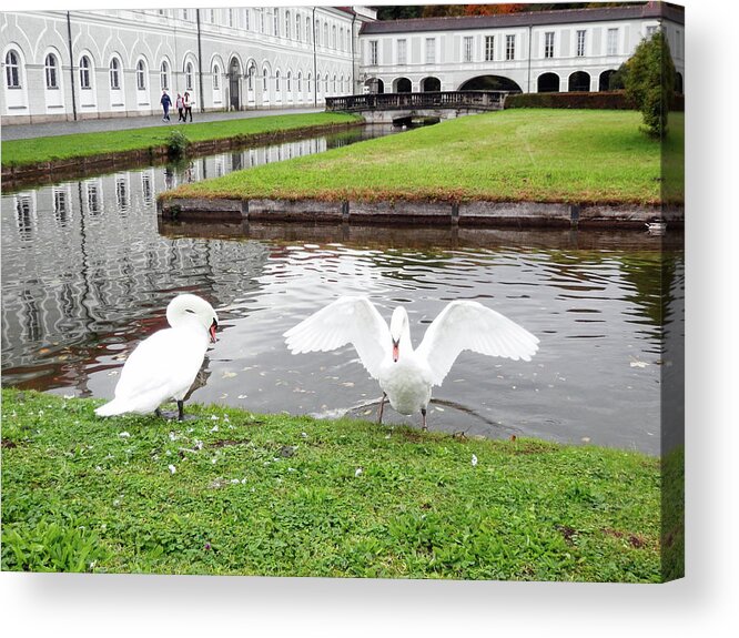 Swan Acrylic Print featuring the photograph Two Swans by Pema Hou