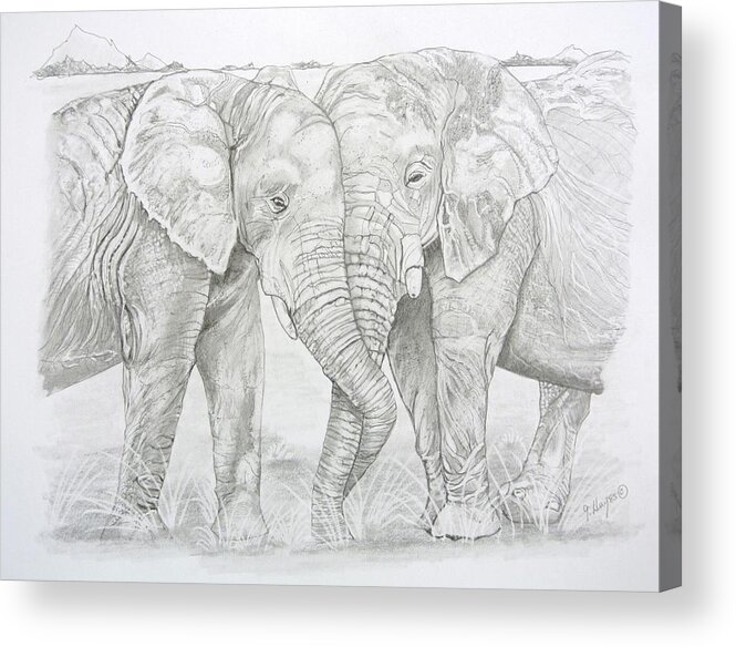 Elephants Touching Acrylic Print featuring the drawing Two trunks by Gregory Hayes