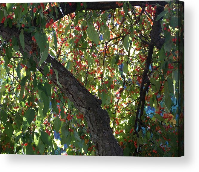 Shelburne Acrylic Print featuring the photograph Under the Berry Tree by Catherine Gagne
