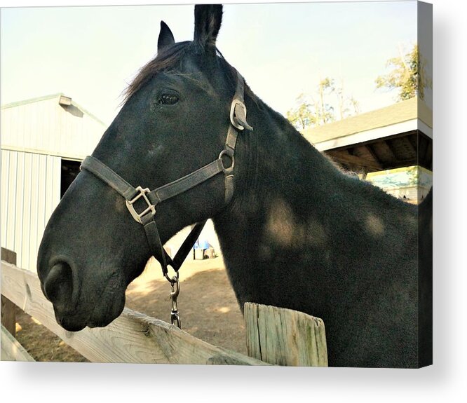 Horse Acrylic Print featuring the photograph Up Close Equine by Tom Horsch Photography