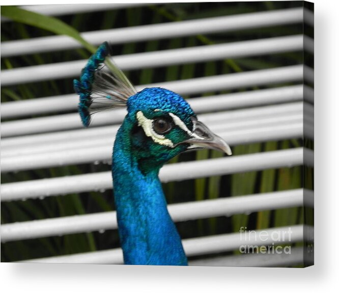 Photography Acrylic Print featuring the photograph Up Close Peacock by Chrisann Ellis