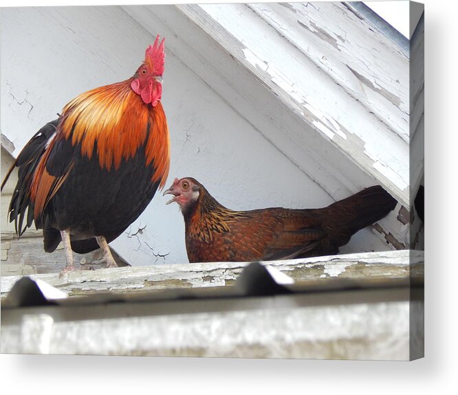 Rooster Acrylic Print featuring the photograph Up On The Roof by Jan Gelders
