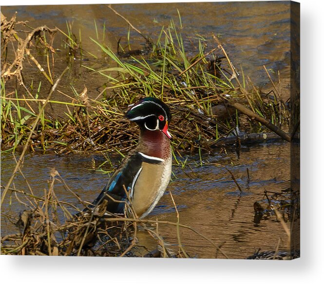 Wood Duck Acrylic Print featuring the photograph Upright Wood Duck by Jerry Cahill