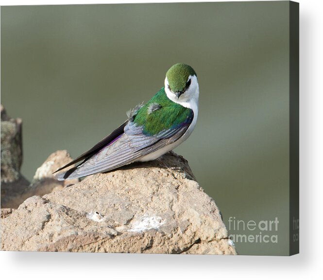 Violet-green Swallow Acrylic Print featuring the photograph Violet-Green Swallow by Michael Dawson