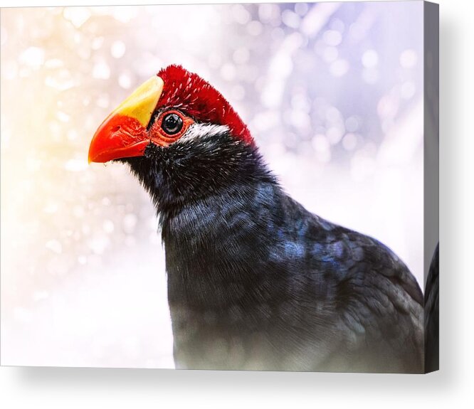 Violet Turaco Acrylic Print featuring the photograph Violet Turaco by Jaroslav Buna
