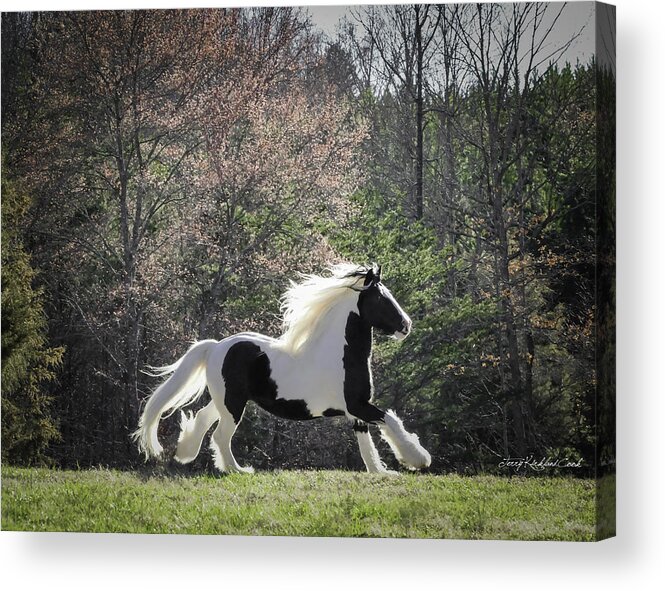 Horse Acrylic Print featuring the photograph Walking on Air by Terry Kirkland Cook