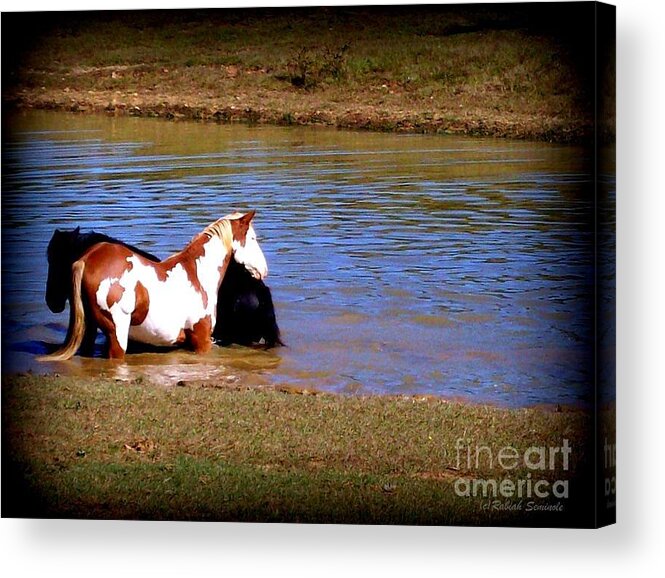 Horses Acrylic Print featuring the photograph Water Babies by Rabiah Seminole