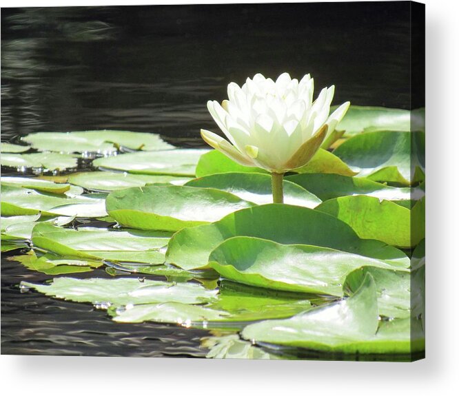Water Lily Acrylic Print featuring the photograph Water Lily - Sunny Sunday Morning 03 by Pamela Critchlow