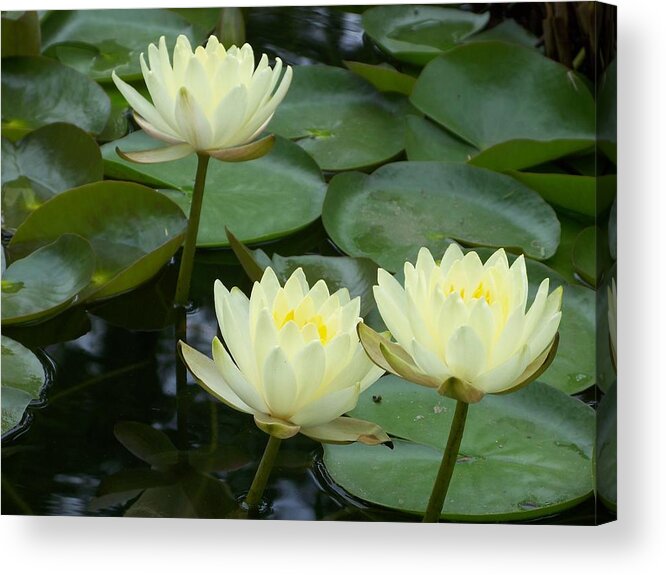 Waterlily Acrylic Print featuring the photograph Waterlilies by Celene Terry