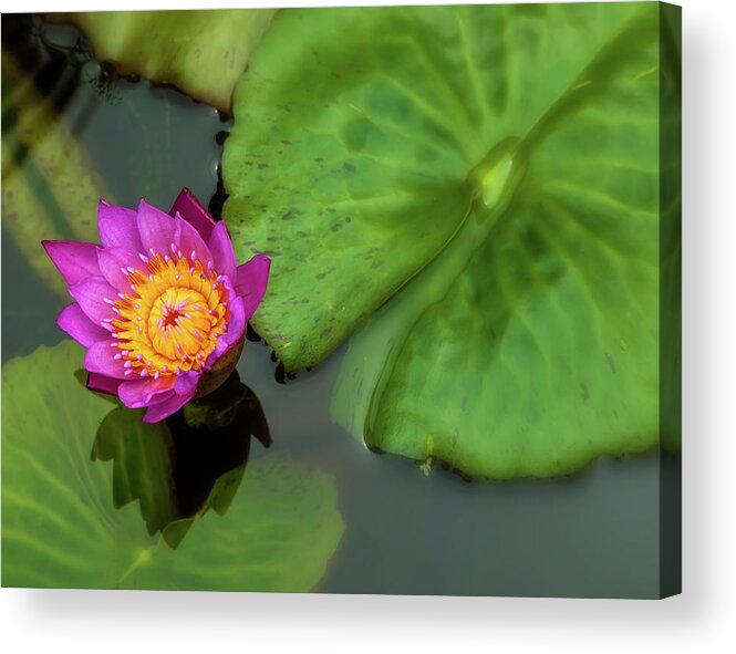 Nature Acrylic Print featuring the photograph Waterlily 5 by Jonathan Nguyen