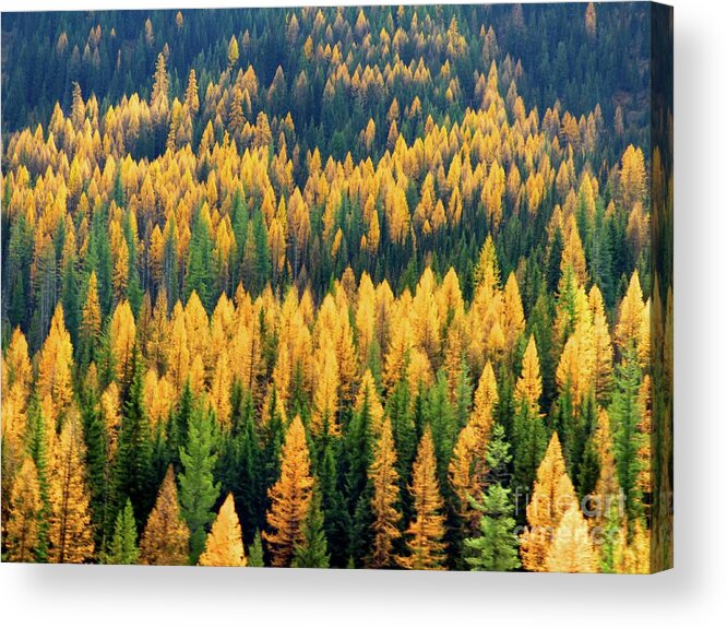 Larch Acrylic Print featuring the photograph Western Larch by Jean Wright