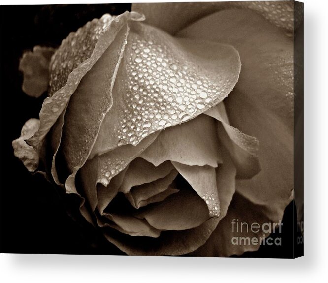 Rose Acrylic Print featuring the photograph Wet Rose in Sepia by Patricia Strand
