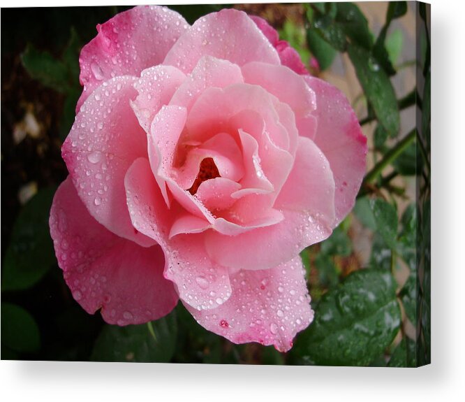 Roses Acrylic Print featuring the photograph Wet Simplicity by Anjel B Hartwell