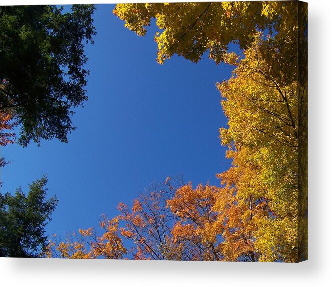 Trees Acrylic Print featuring the photograph What A Day - Photograph by Jackie Mueller-Jones