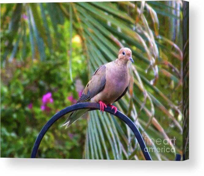 Dove Acrylic Print featuring the photograph What's going on Ver 2 by Larry Mulvehill