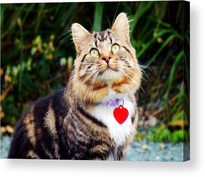 Cat Acrylic Print featuring the photograph What's Up There by Zinvolle Art