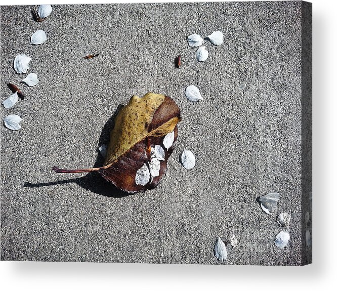 Nature Acrylic Print featuring the photograph When Petals Met Leaf by Fei A
