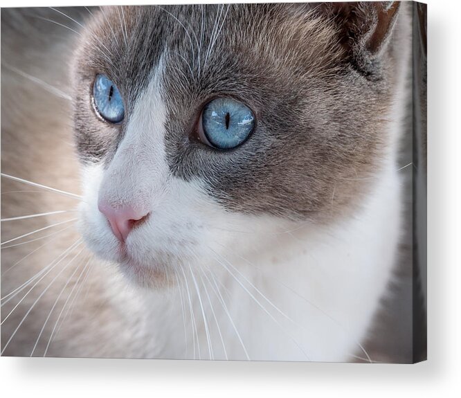 Cat Acrylic Print featuring the photograph Whiskers by Derek Dean