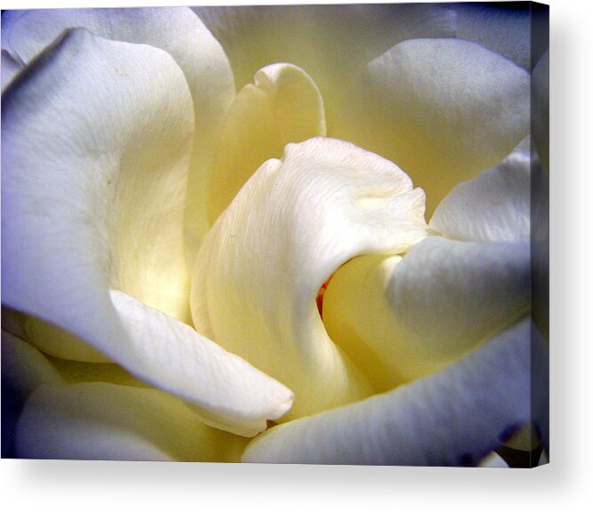 Flowers Acrylic Print featuring the photograph White Beauty Rose by Mary Halpin