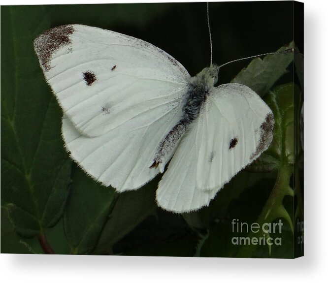Butterfly Acrylic Print featuring the photograph White butterfly by Karin Ravasio