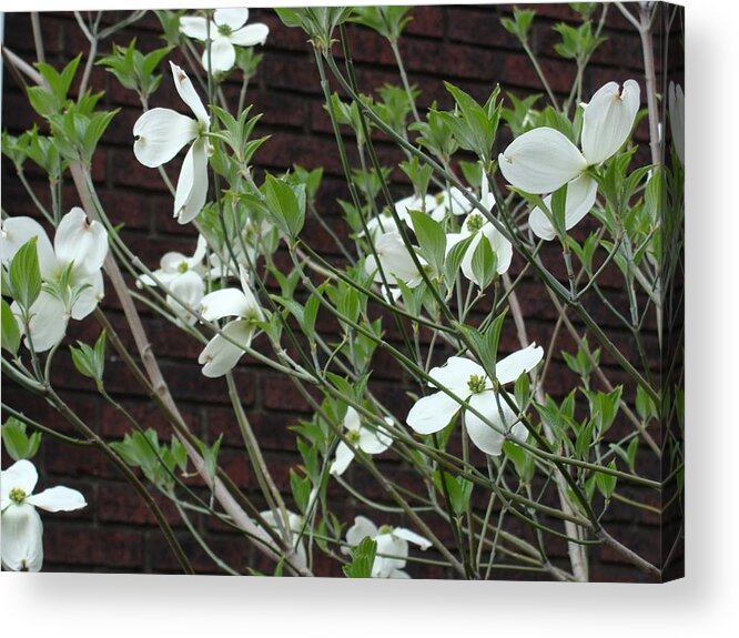 White Acrylic Print featuring the photograph White Flowering Dogwood by Anthony Seeker